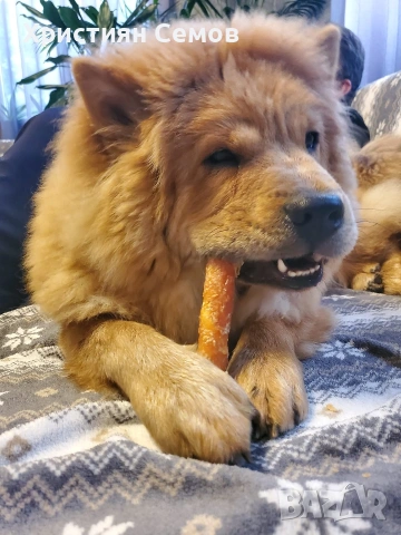 Чистокръвни Чау Чау , снимка 10 - Чау Чау - 53014484