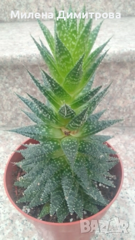 Епипремнум - Дяволски бръшлян / Хавортия , снимка 8 - Стайни растения - 50913536