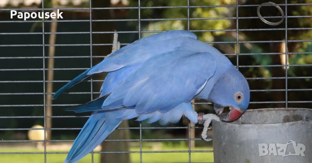 Малък Александър , снимка 10 - Папагали - 51324439