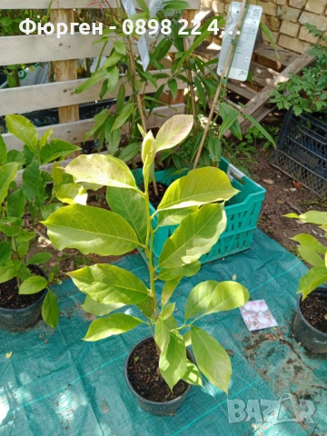 Магнолия Леней Алба -  Lenei Alba, снимка 5 - Разсади - 52633619