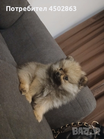 Женско Померанче , снимка 1