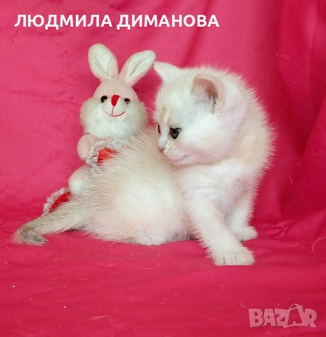 Шотландско мъжко. , снимка 5 - Британска късокосместа - 53768591