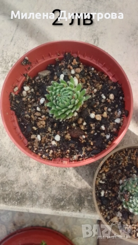 Семпервивум - дебелец различни сортове , снимка 15 - Градински цветя и растения - 52001936
