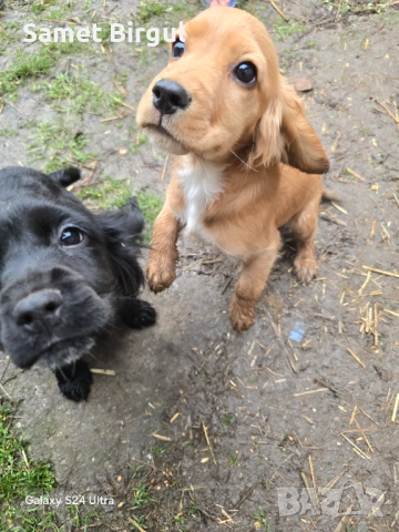 Кученца, снимка 8 - Кокер шпаньол - 52924891