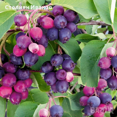 Канадска ирга, канадска боровинка, амеланхер (Amelanchier alnifolia 'Smokey'), снимка 2 - Градински цветя и растения - 52354285