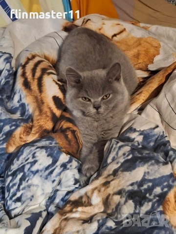 Британски сини късокосмести котенца, снимка 3 - Британска късокосместа - 52913466