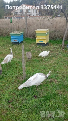 продавам пауни сребърни ,сребърни арлекини,Бели ,обикновени Индийски , снимка 8 - други­ - 52380621