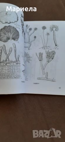 Паразитни гъби по лозата, снимка 3 - Специализирана литература - 51429183