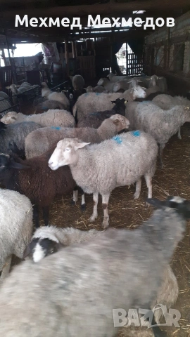 Продавам агнета, кочове и овце, снимка 5 - Овце - 53519683