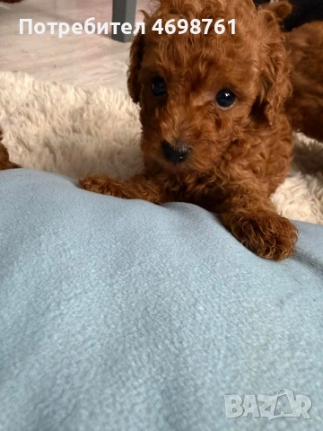 Той пудел//Пудел той, снимка 2 - Пудели - 53564195