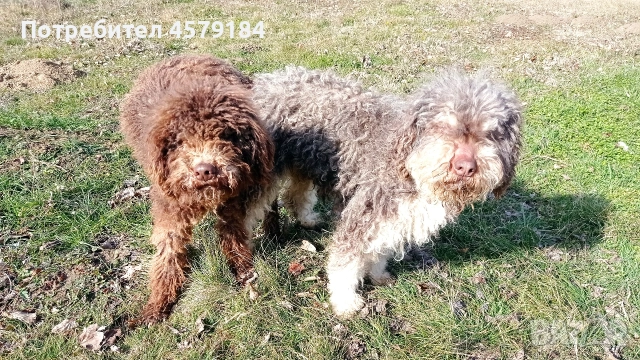 лагото Романьоло родословие , снимка 2 - Други - 53304843