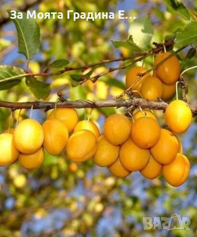Руска слива - Жълта Афъзка 