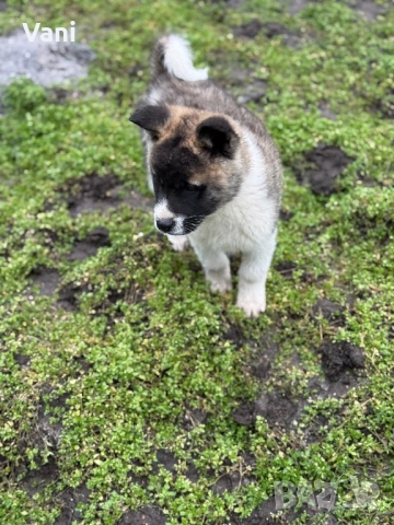 Америкаска акита женски, снимка 7 - Акита - 53165395