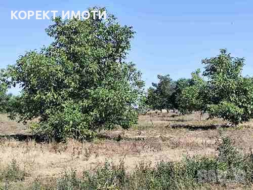 ПРОДАВА ОРЕХОВА ГРАДИНА в село Тодор Икономово, снимка 3 - Земеделска земя - 51688443