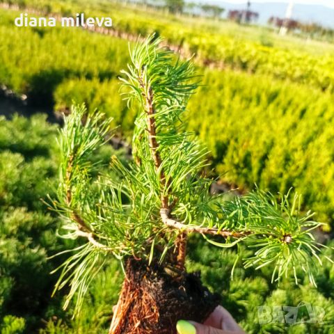  Pinus Mugo Mughus, Клек, снимка 9 - Градински цветя и растения - 40696492