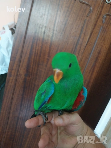 Папагал Еклектус мъжки /бебе , снимка 6 - Папагали - 53571247