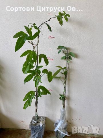 Пасифлора Edulis и Гранадила Пасифлора Ligularis, снимка 2 - Градински цветя и растения - 45826281