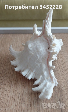 раковина за ценители , снимка 6 - Декорация за дома - 53846311