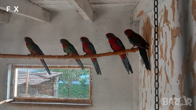 penantovi rozeli   , снимка 6 - Папагали - 51343821