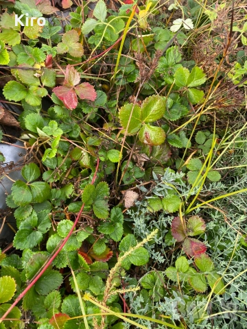 Разсад ягоди АЛБА 0.35 ст за количество, снимка 4 - Разсади - 52299809