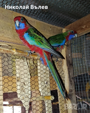 Млада двойка червени пенанти, снимка 10 - Папагали - 53304901