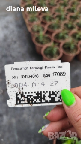 Пенстемон червен,Penstemon polaris Red, студоустойчив, снимка 6 - Градински цветя и растения - 54093426