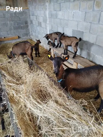 Продавам козе мляко., снимка 1