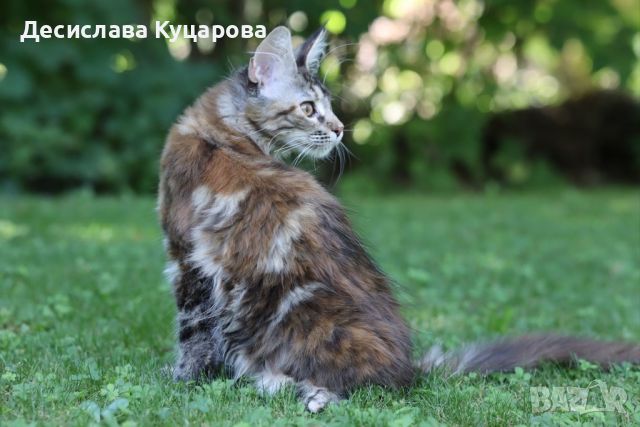 Мейн Куун (Maine Coon), снимка 4 - Мейн кун - 46645760