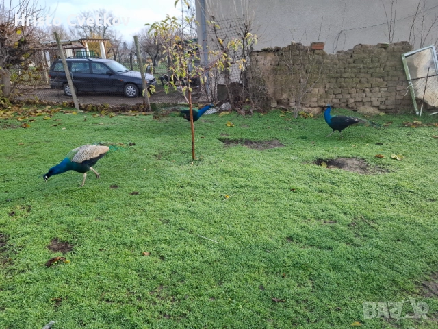 Пауни, снимка 4 - други­ - 52718339