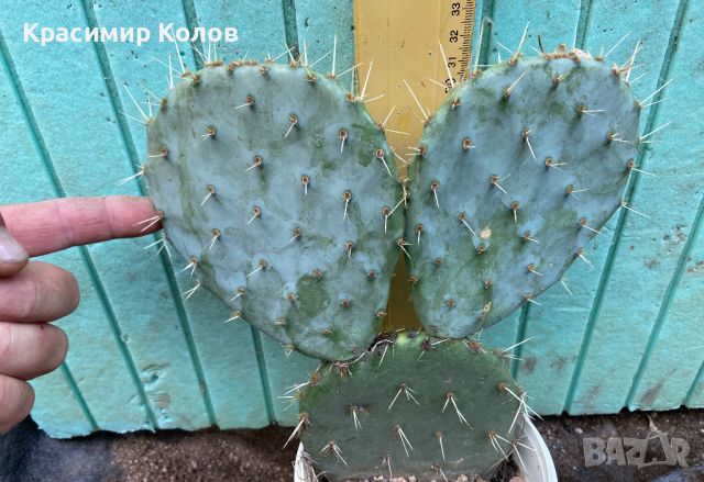 Студоустойчив ядлив кактус Опунция, Opuntia engelmannii, екзотични,овощни, снимка 7 - Градински цветя и растения - 46719281