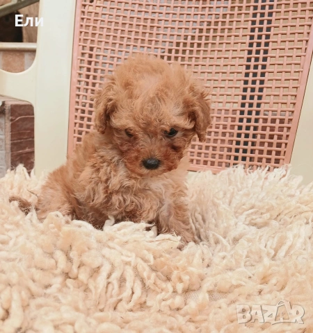 Той пудел- момиченце, снимка 6 - Пудели - 54181433