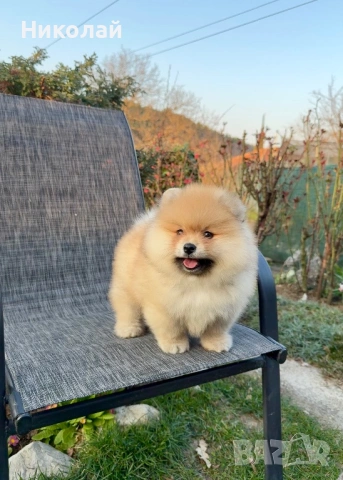 Померан момче със втора ваксина. Померанче, снимка 2 - Померан - 53875241