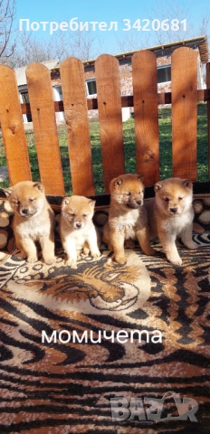 Шиба Ину , снимка 6 - Шиба ину - 53398801