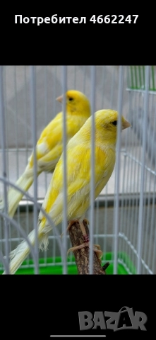 Канарчета Орфей 