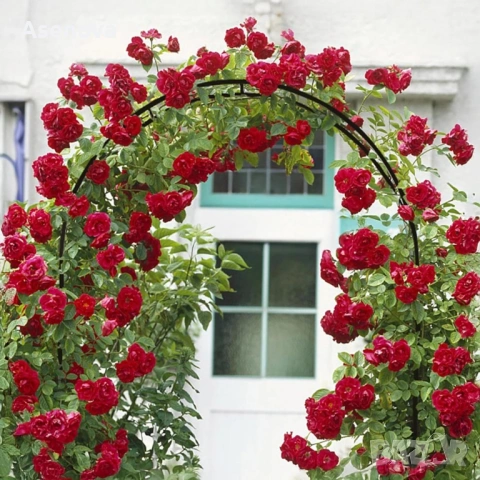 Декоративна градинска пергола тип арка – Опора за рози, лози и зеленчуци, устойчива на атмосферни ус, снимка 3 - Градински мебели, декорация  - 53798923