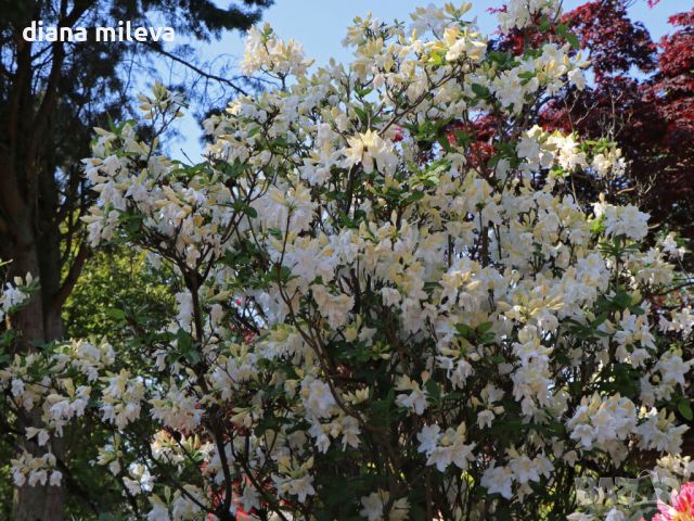 Рододендрон Оксидол, Rhododendron 'Oxydol' , снимка 2 - Градински цветя и растения - 46332126