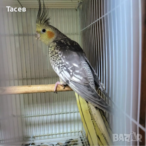 Корели, снимка 1