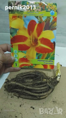 хемерокалиси коренища, снимка 3 - Градински цветя и растения - 53912586