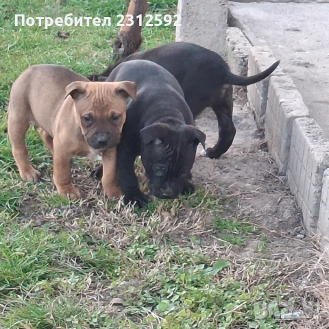 Продават се питбулчета!
