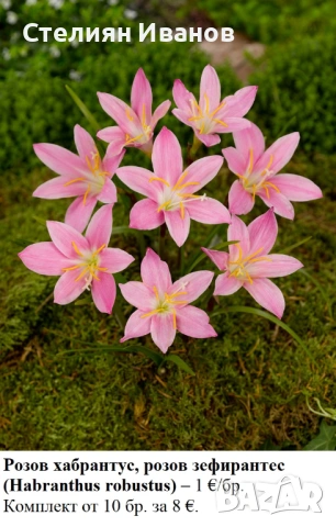 Розов хабрантус, розов зефирантес (Habranthus robustus) – луковички