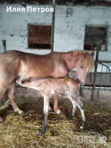 кобила , снимка 3 - Коне - 52154501
