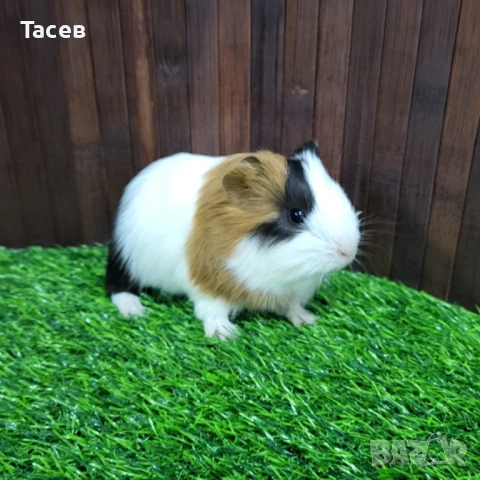 Морски свинчета