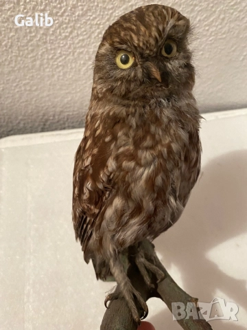 Замразен Бухал , снимка 2 - Други животни - 52675762