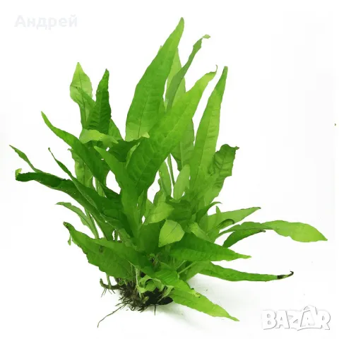 Микрозорум Птеропус