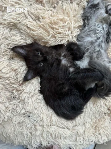 Мейн Кун коте / Maine coon kitten, снимка 2 - Мейн кун - 47652712