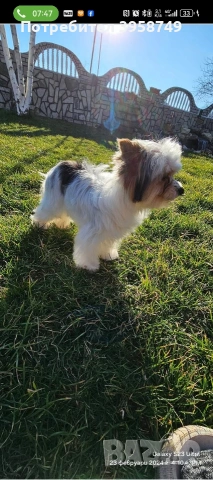 йорки бивер с родословие, снимка 2 - Йоркширски териер - 53253568