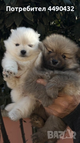 Имам малки кученца порода-померан , снимка 2 - Померан - 53150248