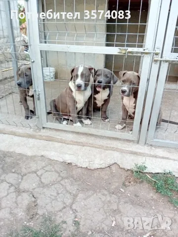 American bully xl, снимка 1 - Питбул - 47163229