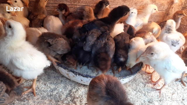 Продавам домашно люпени пиленца, снимка 3 - други­ - 54076730