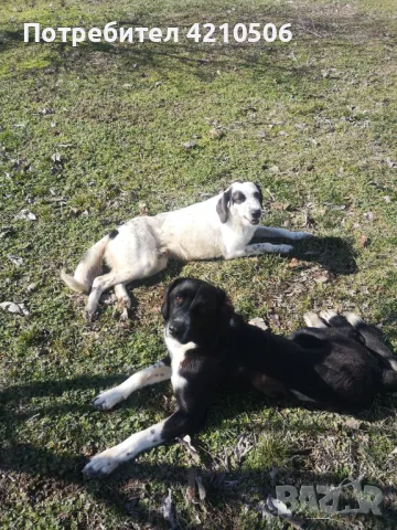 Момчета на 10м търсят дом! , снимка 1